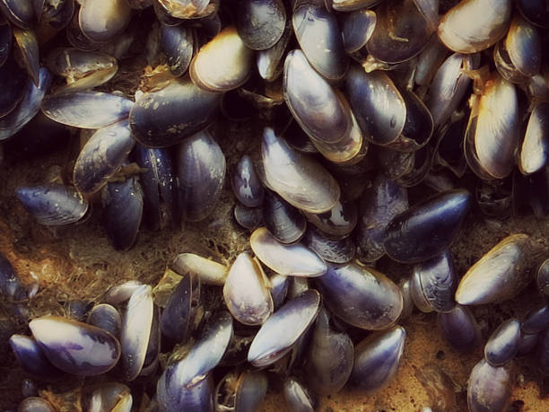 istock Live Atlantic Ocean Maine Mussels attached to Surface 495818243