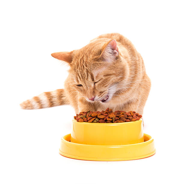 istock yellow thai cat with dry food 495818257