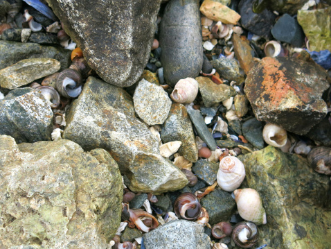 Rocks and shells in Acadia National Park, ME.