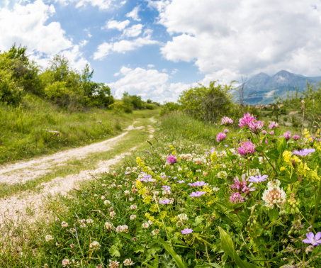 Wild spring flowers by a footpath in Abruzzi, Italy