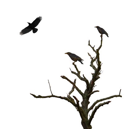 Dead tree and three crows isolated on white.