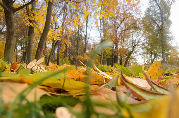 istock Beautiful scene in autumn park 495827358