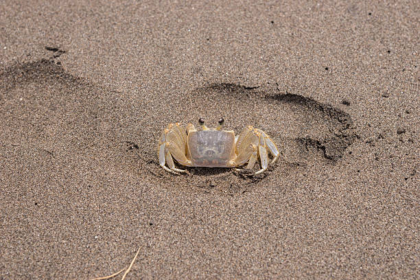 istock Crab on the beach at Dominica 495828572