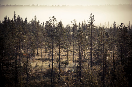 Finland forest sparsely vegetated