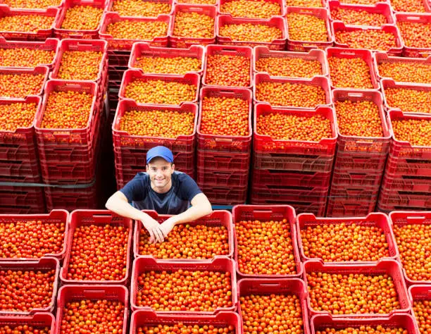 Photo of Portrait of worker standing among tomato crates