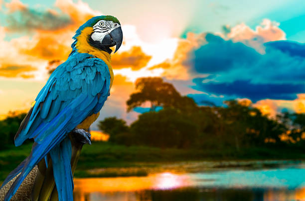 guacamayo azul y amarillo en la naturaleza - amazonía del perú fotografías e imágenes de stock
