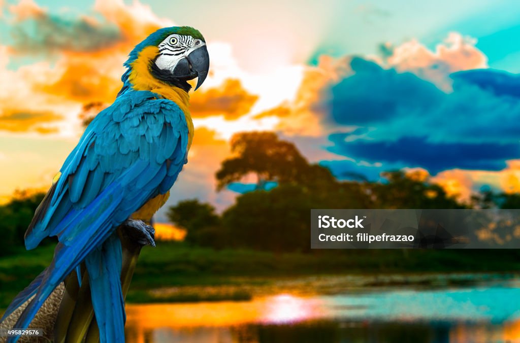 Blue and Yellow Macaw on the nature Parrot Stock Photo