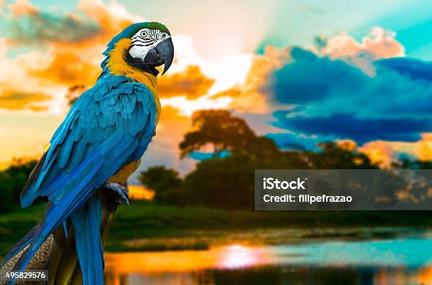 Blue And Yellow Macaw On The Nature Stock Photo - Download Image Now - Parrot, Amazon Region, Macaw