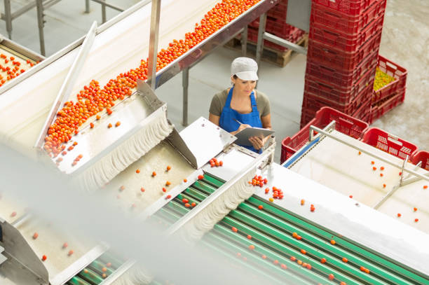istock Worker with clipboard examining tomatoes in food processing plant 495829613