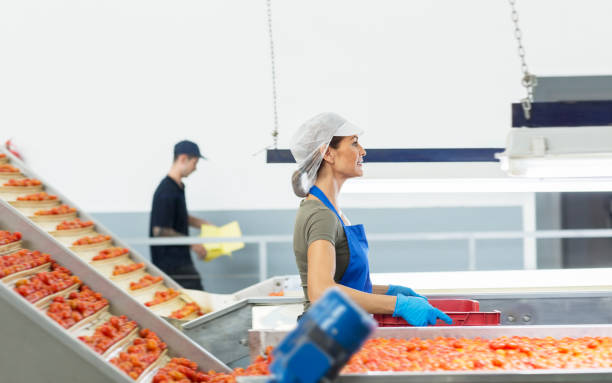 Factory, Manual Worker, Quality Control - Biscuit Factory Workers Stacking Freshly Baked Cookies on the Production Line for Packaging