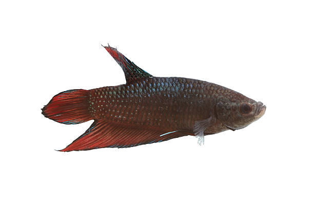 istock Red and black Fighting Fish species Thailand. 495830054