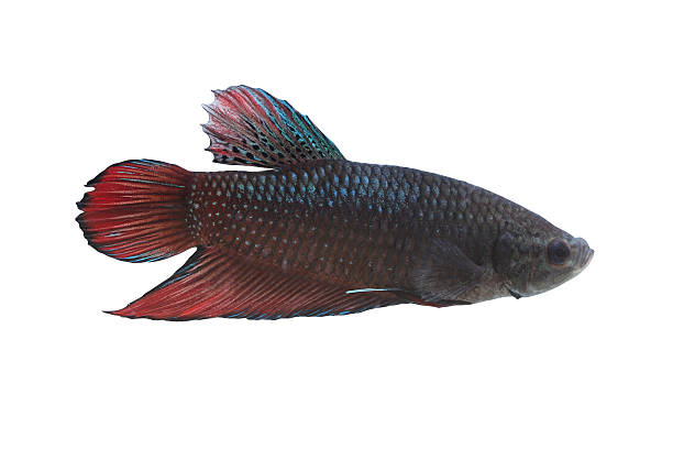 istock Red and black Fighting Fish species Thailand. 495830392