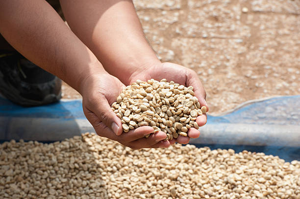 istock dry coffee bean in farmer hand at PhaHi mountrai 495830792