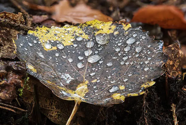 leaf on forest ground, morning dew leaved tiny droplets