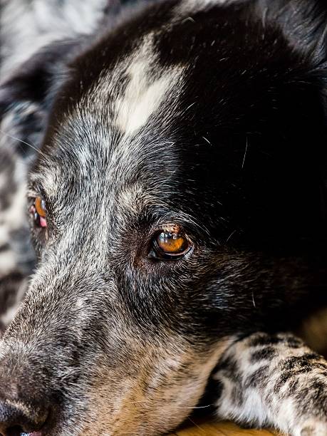 istock dog with great coloured eyes 495831894