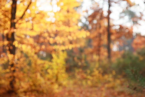 istock autumnal natural bokeh 495832624