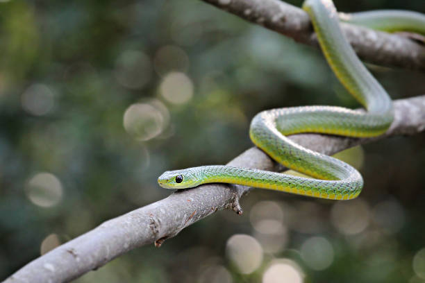african boomslang (tree snake; Dispholidus typus) An african boomslang (tree snake; Dispholidus typus) on a tree. african boomslang tree snake stock pictures, royalty-free photos & images