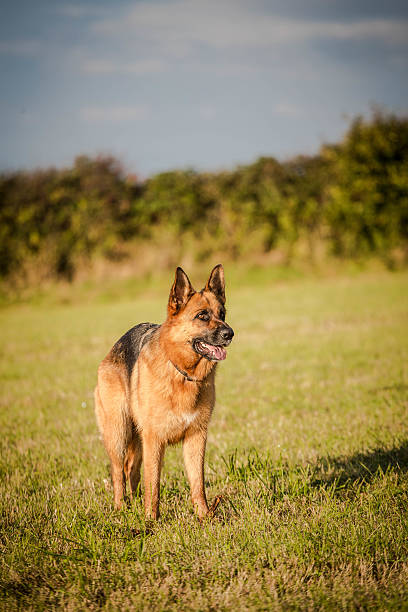 istock German Shepherd Dog action shot 495835036