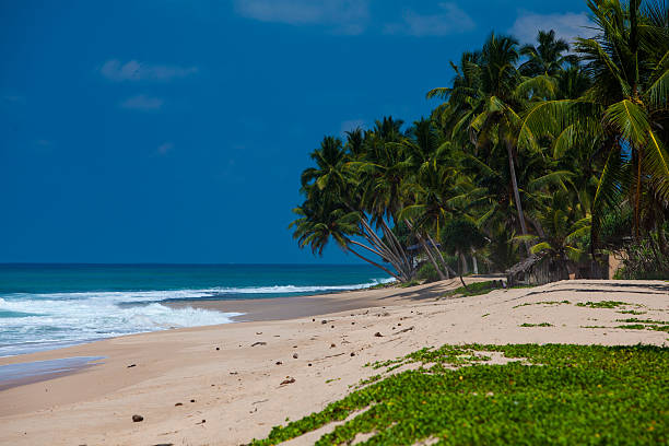 istock Palm trees at the tropical coast in Sri Lanka 495835424