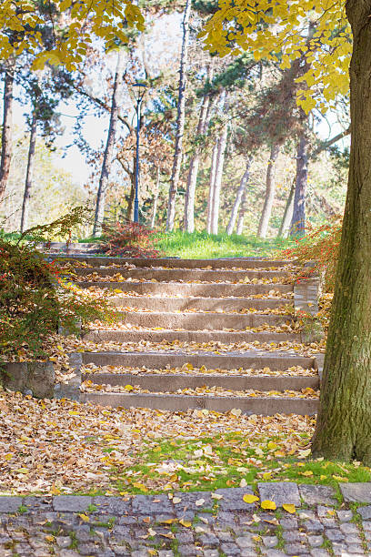 istock Autumn colors and fallen leaves in the park 495835488