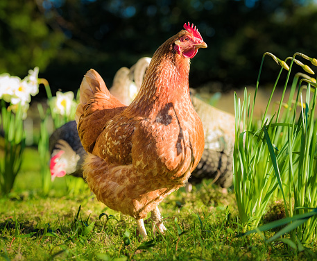 Close-up of an organically raised hen, looking around for food outdoors with others amongst daffodils in spring.
