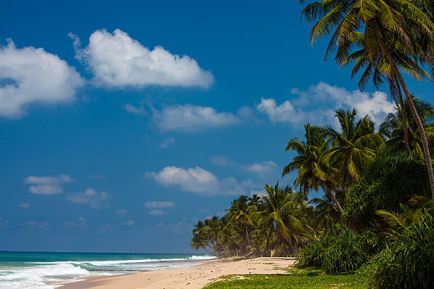 istock Palm trees at the tropical coast in Sri Lanka 495837360