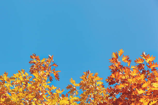 folhagem outono amarelo na frente de céu azul - leaf autumn falling tree imagens e fotografias de stock