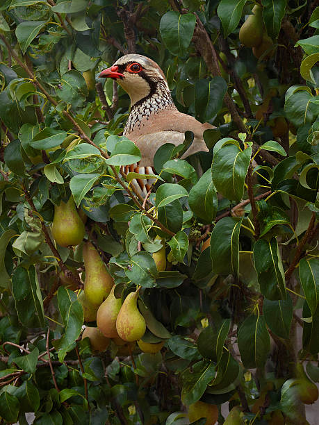 Partridge in a Pear Tree Red-legged Partridge, Alectoris rufa, in a Pear Tree in Lancashire, UK pear tree photos stock pictures, royalty-free photos & images