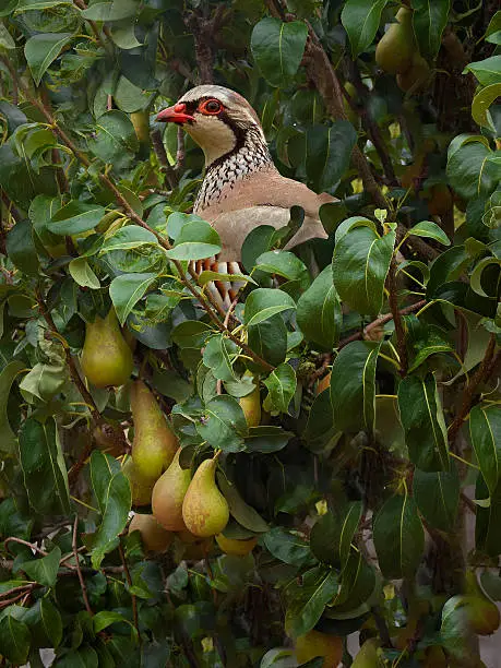 Photo of Partridge in a Pear Tree