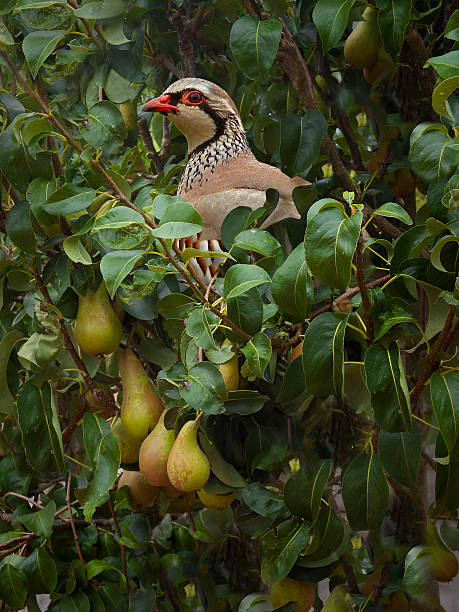 perdiz em uma árvore de pêra - pear tree - fotografias e filmes do acervo