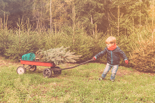 Young boy  in a grove of firs.  He is bringing the christmas tree at home pulling a handcart.