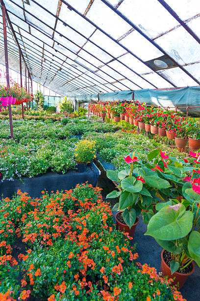istock Flowers In the Greenhouse 495851221