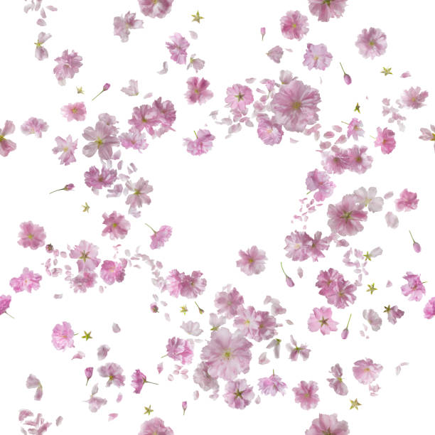 istock Repeatable Ornamental Sakura Blossom Breeze 495851557