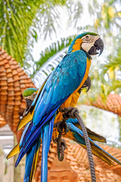 istock Amazing Blue and Yellow Macaw (Arara parrots) 495851581