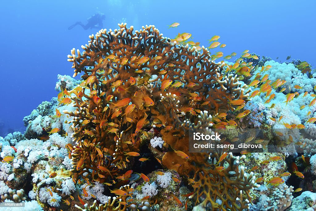 Korallen und Fische - Lizenzfrei Aquatisches Lebewesen Stock-Foto