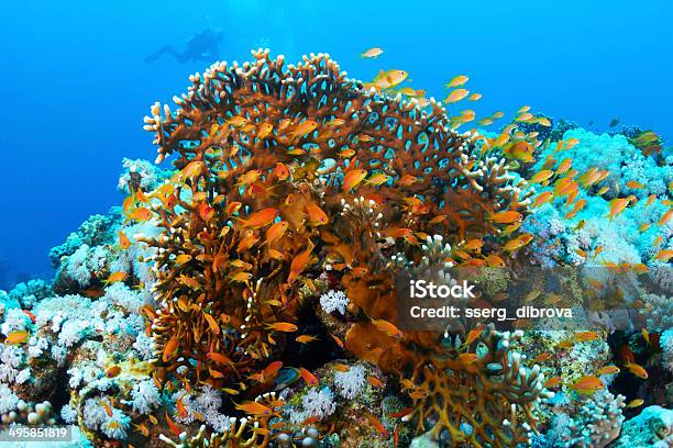 Korallen Und Fische Stockfoto und mehr Bilder von Aquatisches Lebewesen - Aquatisches Lebewesen, Bildhintergrund, Blau