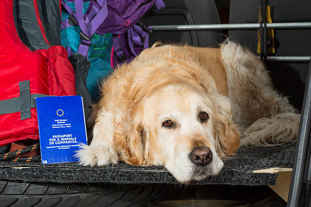 golden retriever viagem - luggage cart imagens e fotografias de stock