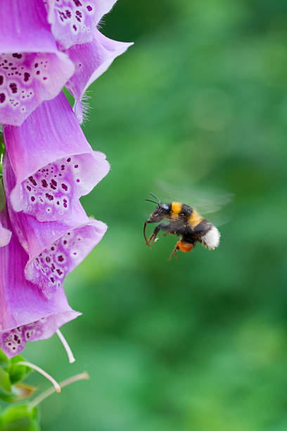 bumblebee in flight near a flower of digitalis stock photo