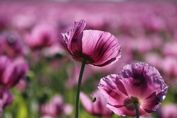 roxo papaveráceas - poppy purple flower close up imagens e fotografias de stock
