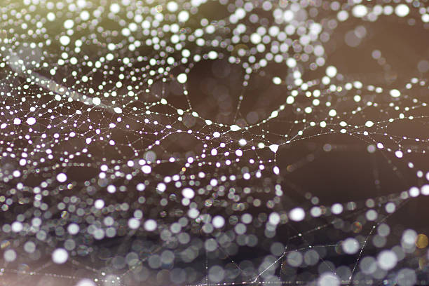 istock Macro of Spider web with pearls dew drops 495854463