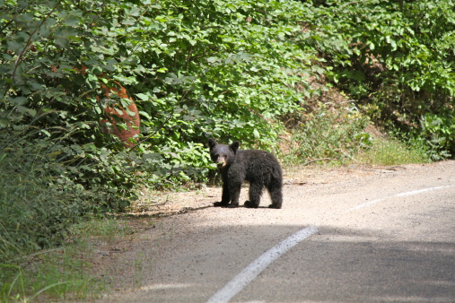 Small Black Bear, Yosemite National Park