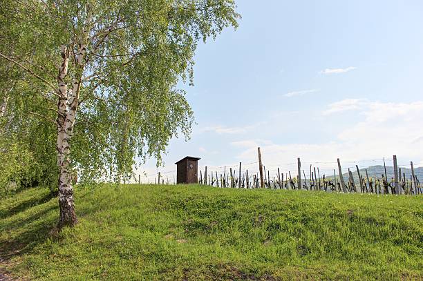 istock Wooden toilet in the vineyard 495854813