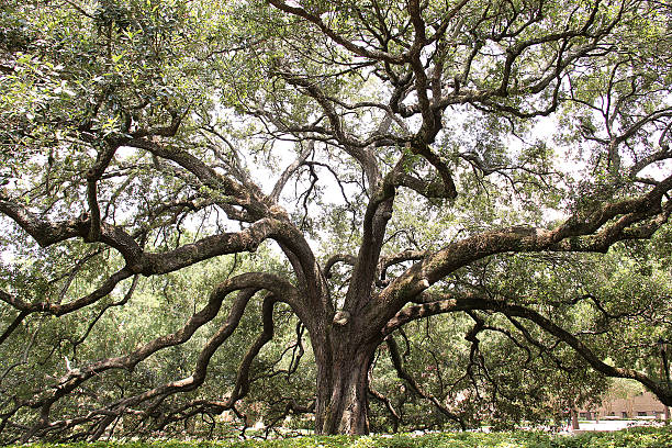 große branching tree - stammbaum stock-fotos und bilder