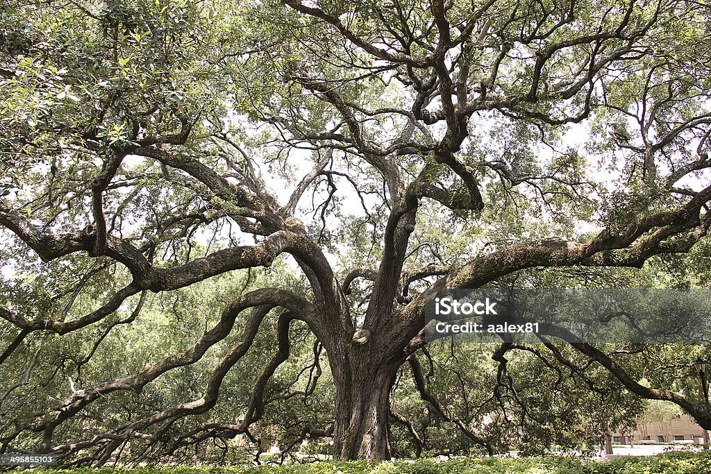 Immense Arborescence - Photo de Arbre généalogique libre de droits