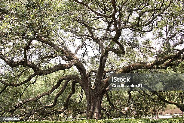 Photo libre de droit de Immense Arborescence banque d'images et plus d'images libres de droit de Arbre généalogique - Arbre généalogique, Couleur verte, De grande taille