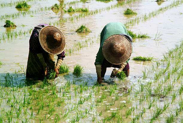 미얀마에 farmer 작업 ricefield. - hard labor 뉴스 사진 이미지