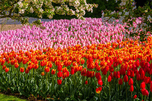 istock Blossoming Keukenhof Gardens 495856617