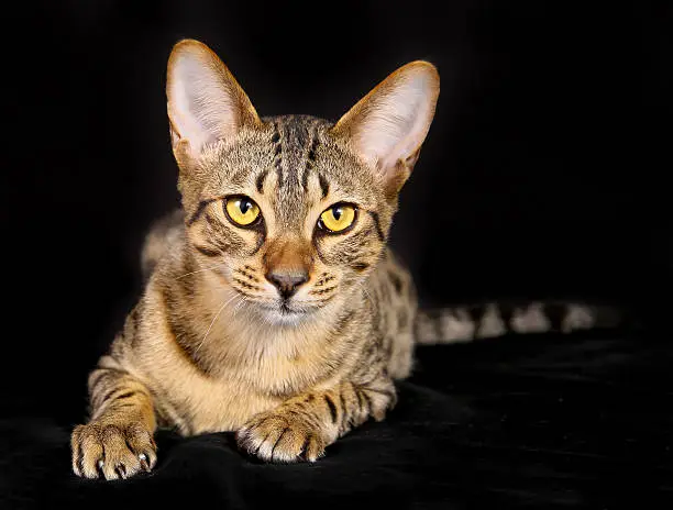 Shot of purebred domestic cat on black background.