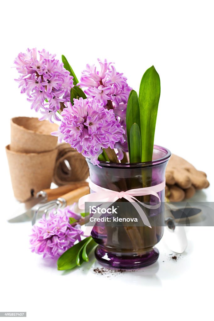 Beautiful Hyacinths and garden tools Beautiful Hyacinths in vase and garden tools over white Agriculture Stock Photo