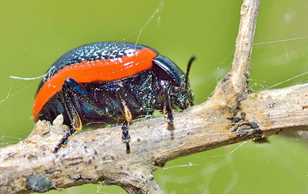 chrysomelidae жук в лес - chrysomelid стоковые фото и изображения